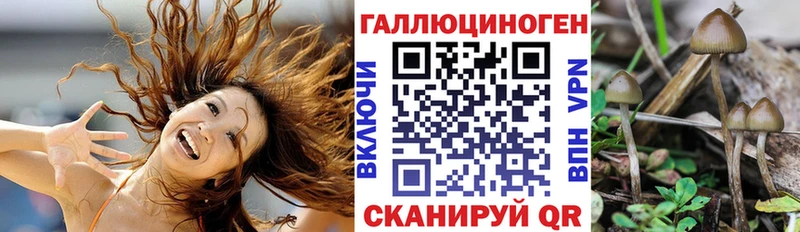 где можно купить наркотик  Минеральные Воды  Псилоцибиновые грибы Cubensis 